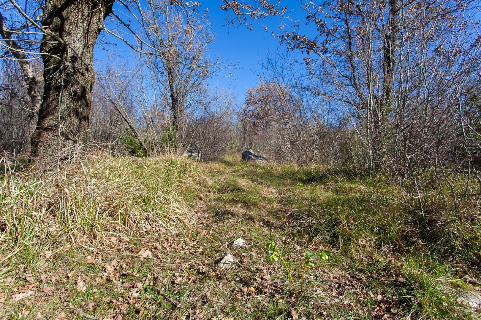 Terreno In vendita -  Vrh