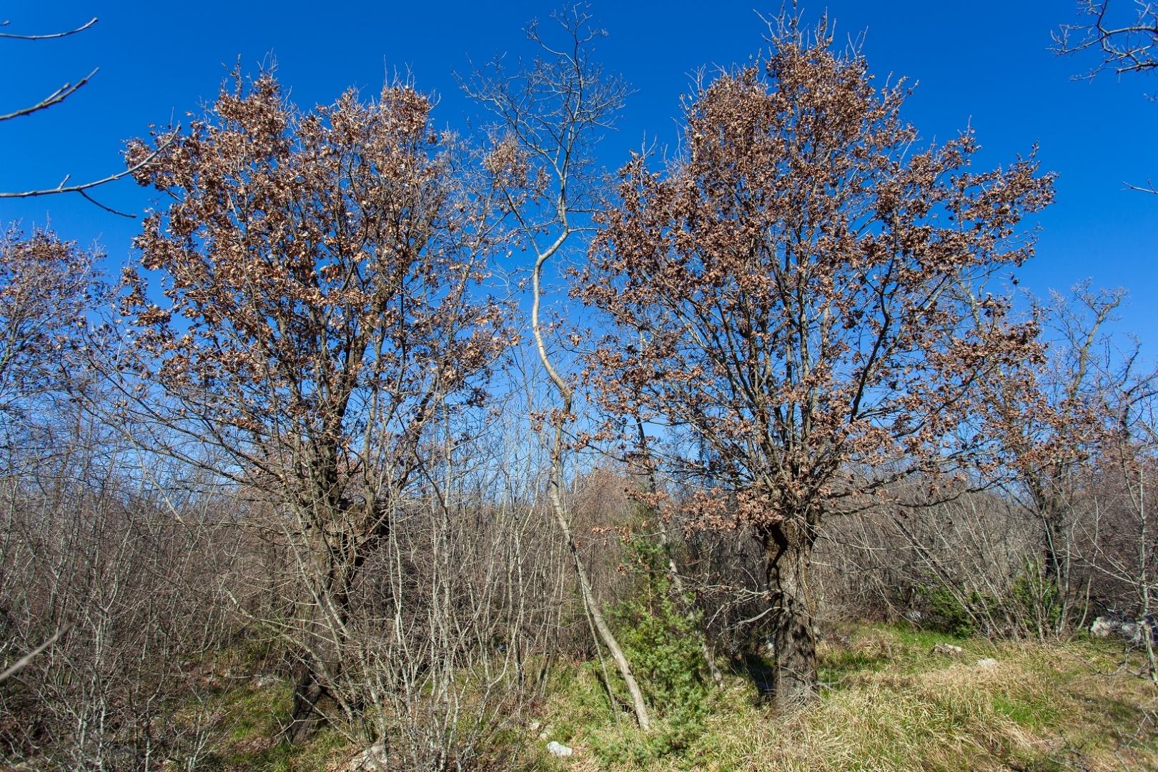 Terreno In vendita -  Vrh