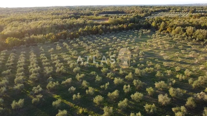Działka Na sprzedaż - Istarska Pršurići - foto 3/3