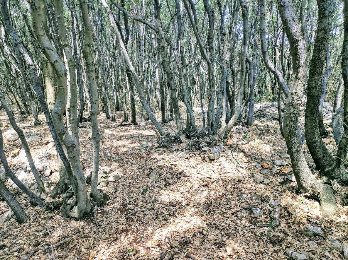 Terrain À vendre - Primorsko-goranska Krk