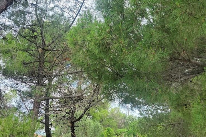 Działka Na sprzedaż - Zadarska Smokvica - foto 4/4
