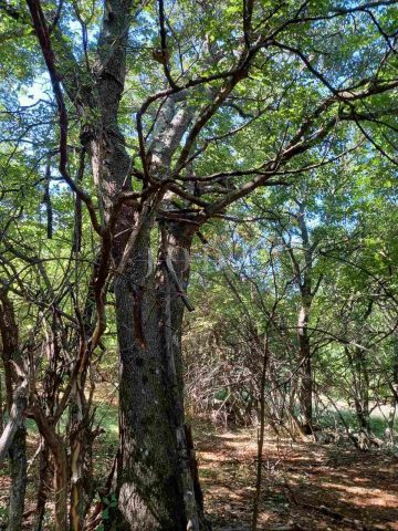 Land For sale - Primorsko-goranska Donji Zagon - foto 3/3