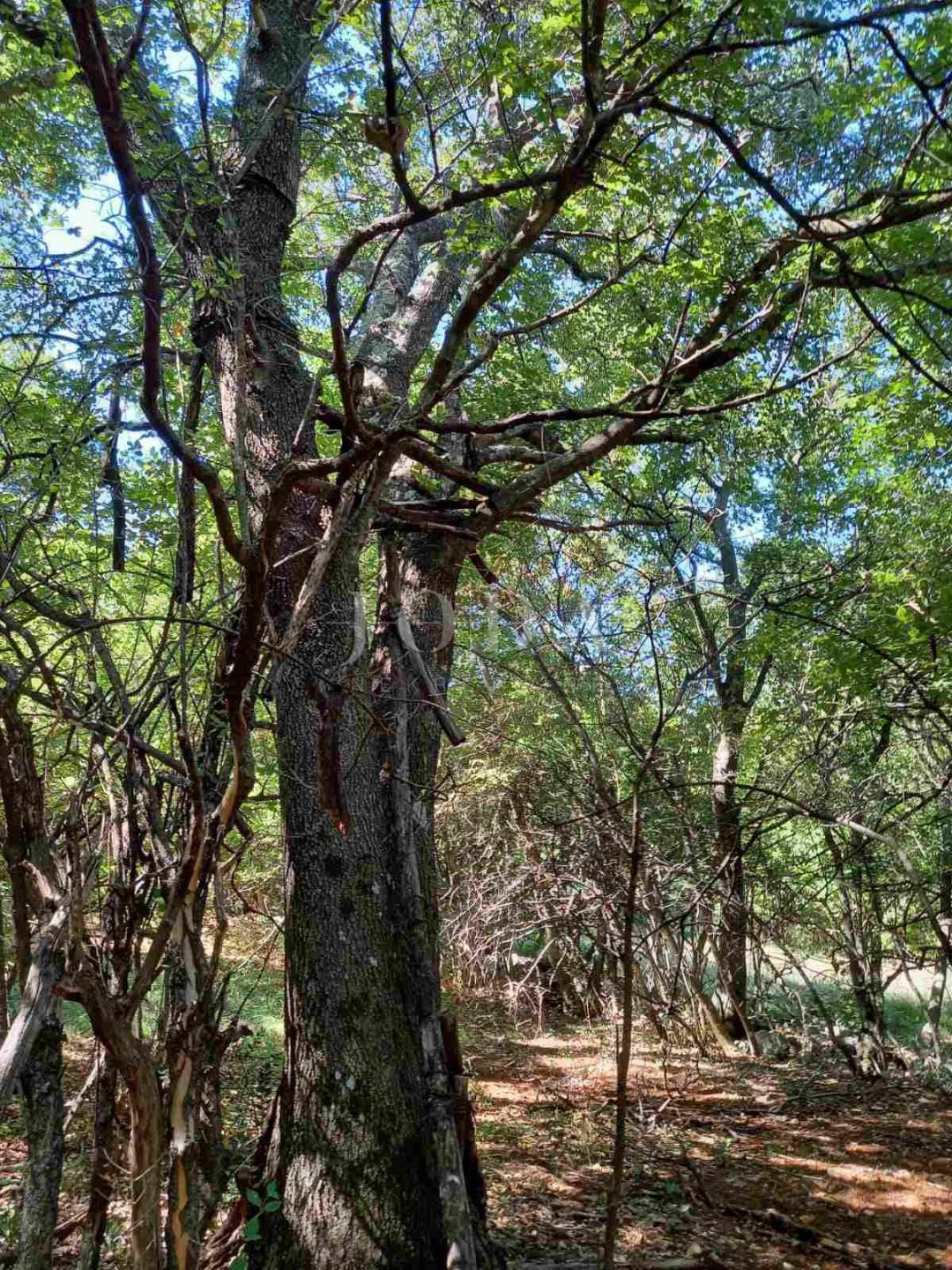 Land For sale - Primorsko-goranska Donji Zagon