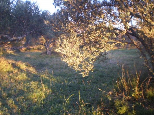 Land For sale - Zadarska Starigrad - foto 3/5