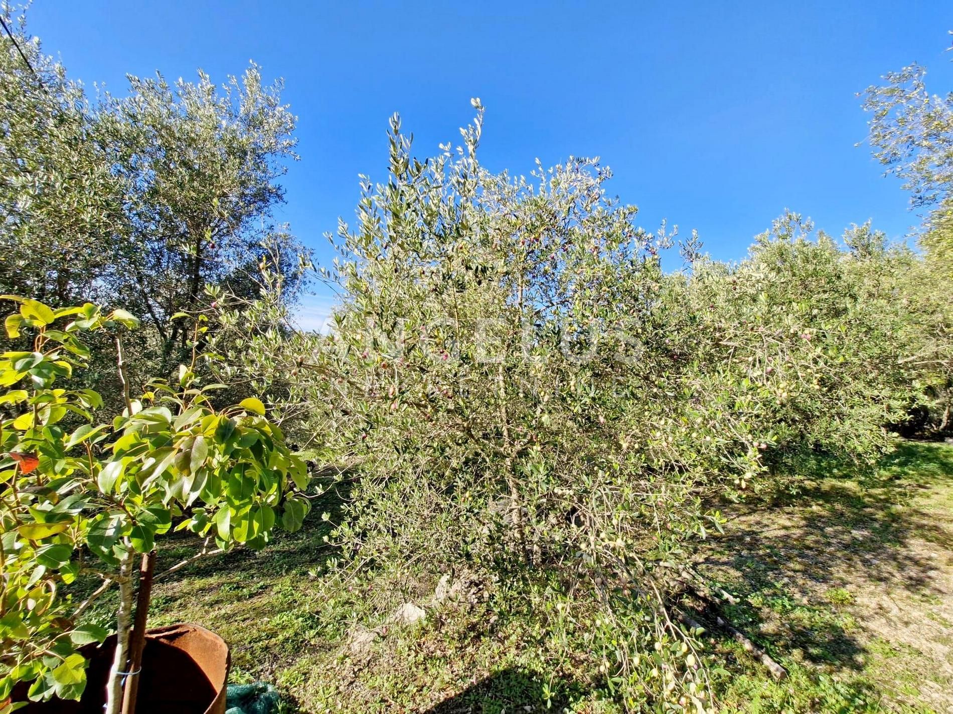 Parcela Na predaj - Dubrovačko-neretvanska šipanska Luka - foto 3/13