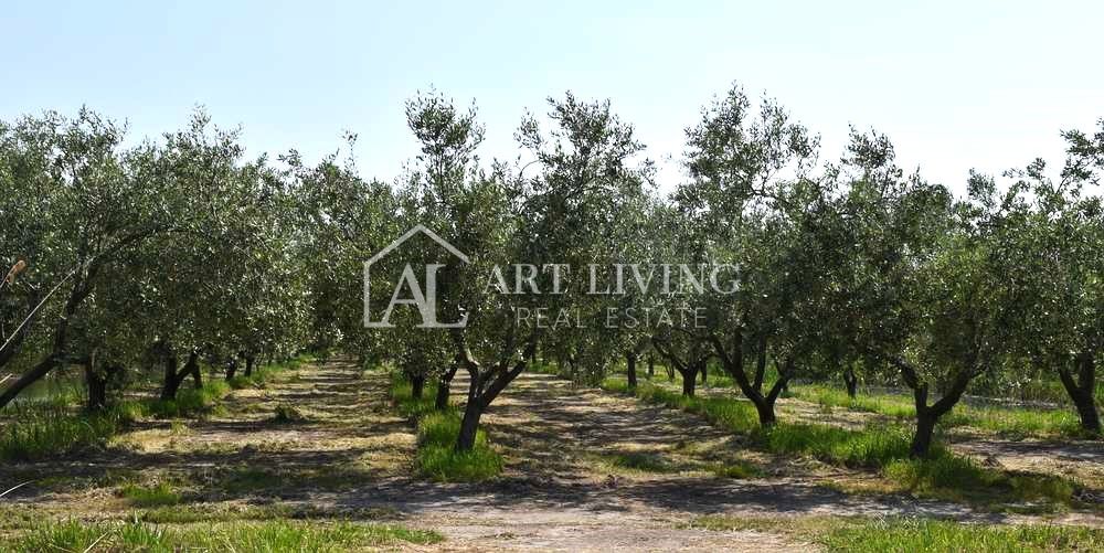 Grundstück Zu verkaufen - Novigrad - foto 4/7
