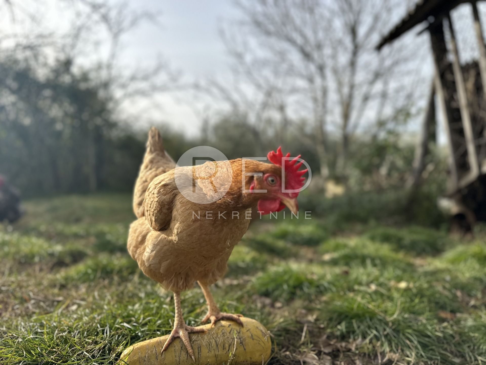 Kuća Na prodaju - Istarska Buje