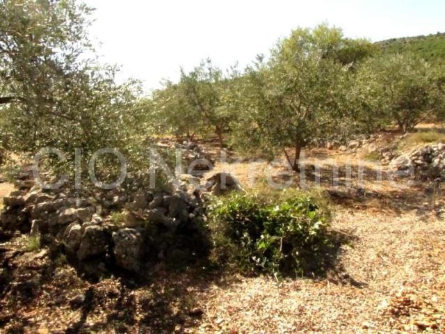 Terrain à vendre 6000 m² – Dograde