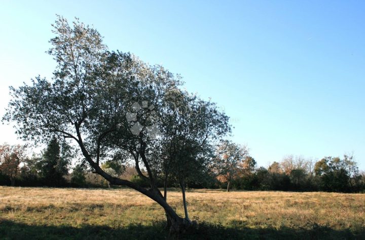 Land For sale - Istarska Rovinj - foto 2/11