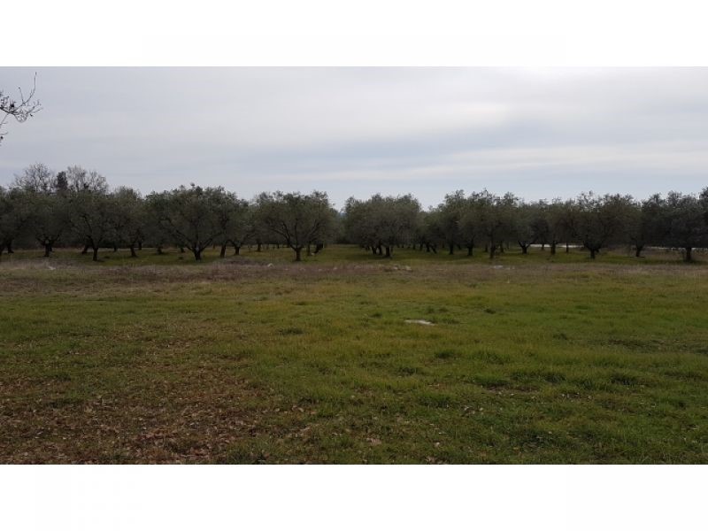 Land For sale - ISTARSKA  TAR-VABRIGA 