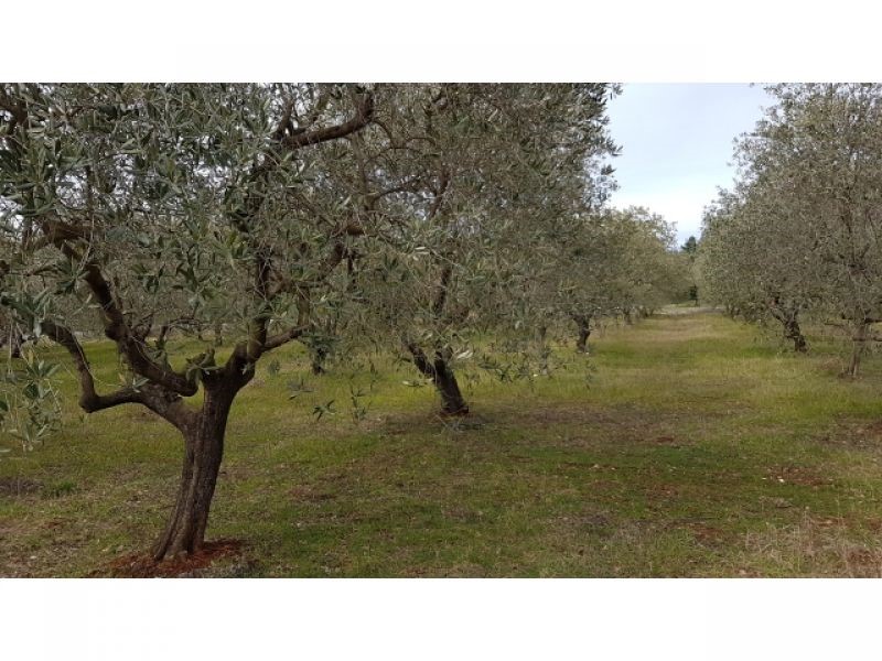 Land For sale - ISTARSKA  TAR-VABRIGA 