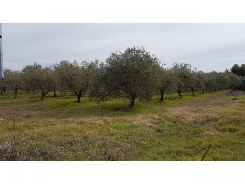 Land For sale - ISTARSKA  TAR-VABRIGA 