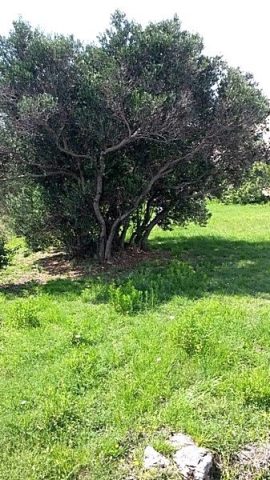 Land For sale - Zadarska Pašman - foto 5/6