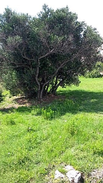 Land For sale - ZADARSKA  PAŠMAN 