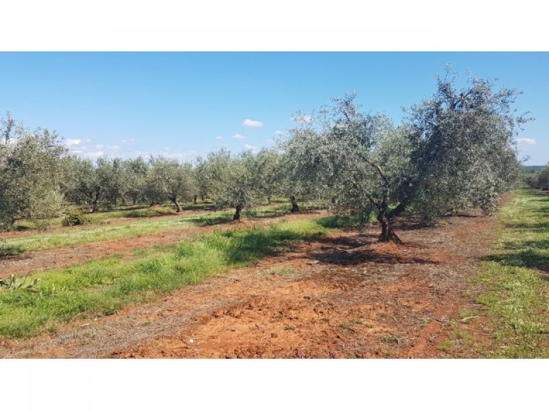 Land For sale - ISTARSKA  TAR-VABRIGA 