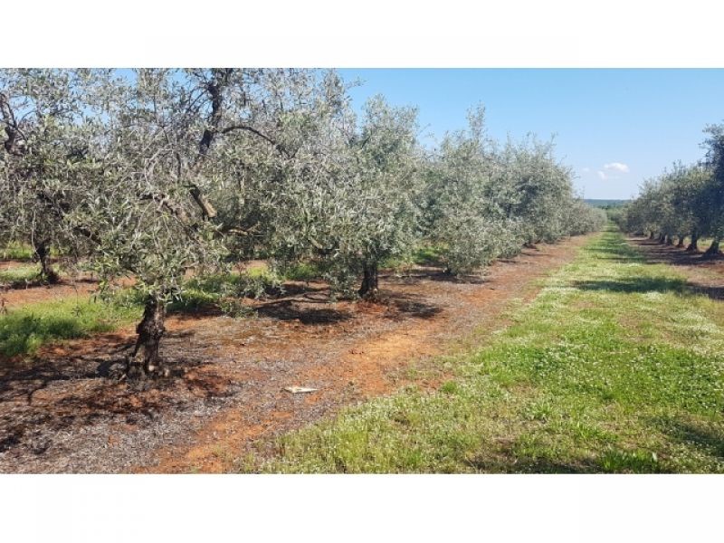 Land For sale - ISTARSKA  TAR-VABRIGA 