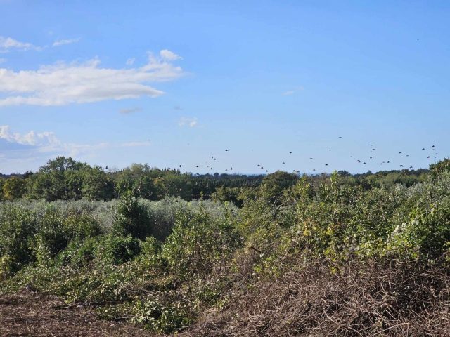 Terreno In vendita - Istarska Brtonigla - foto 5/5