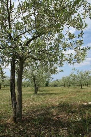 Parcela na predaj 3000 m² – Baderna