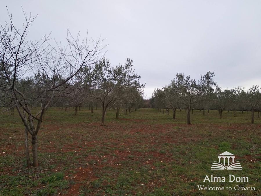 Land For sale - ISTARSKA VIšNJAN