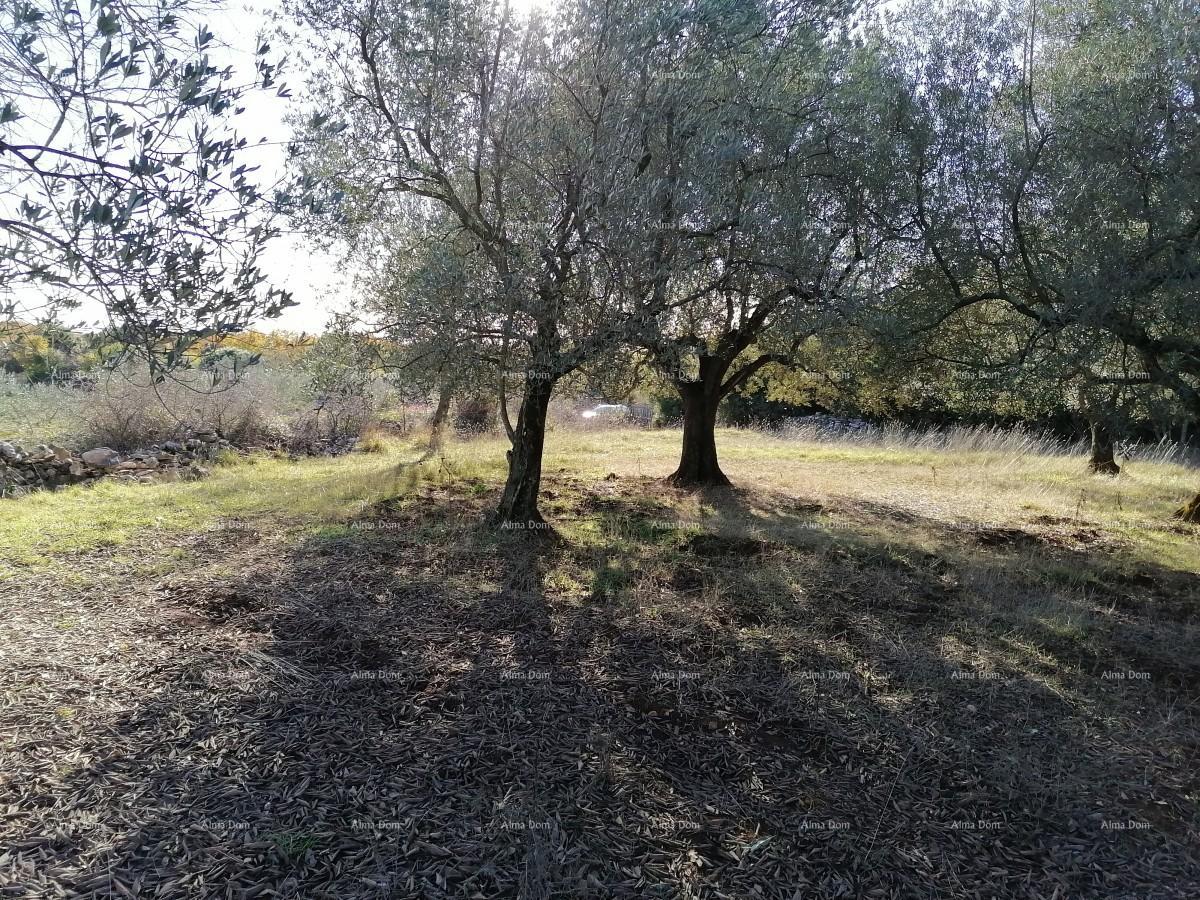 Parcela Naprodaj - Istarska Vodnjan - foto 4/4