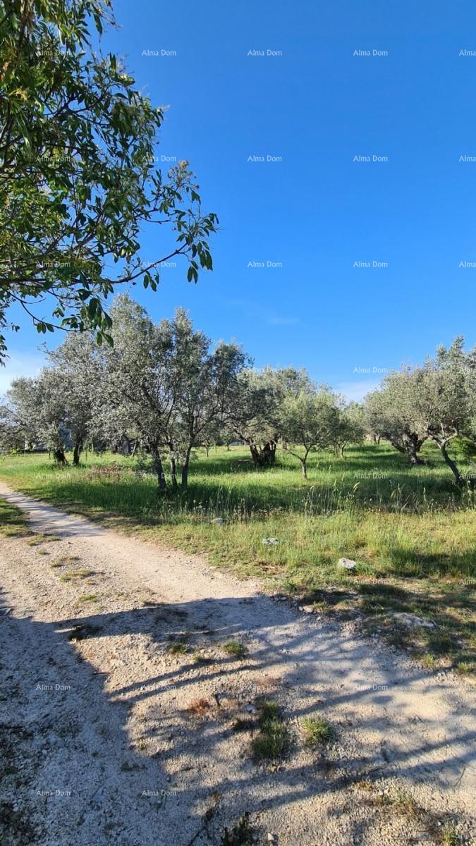 Parcela Na predaj - ISTARSKA FAžANA
