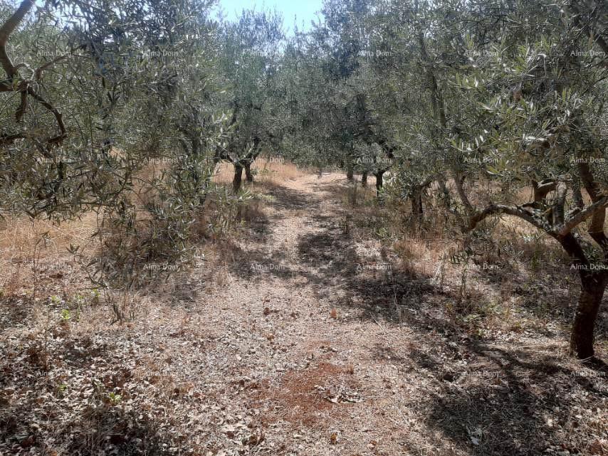 Terreno In vendita - ISTARSKA LIžNJAN