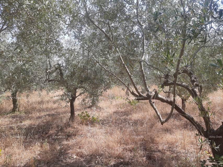 Terreno In vendita - ISTARSKA LIžNJAN