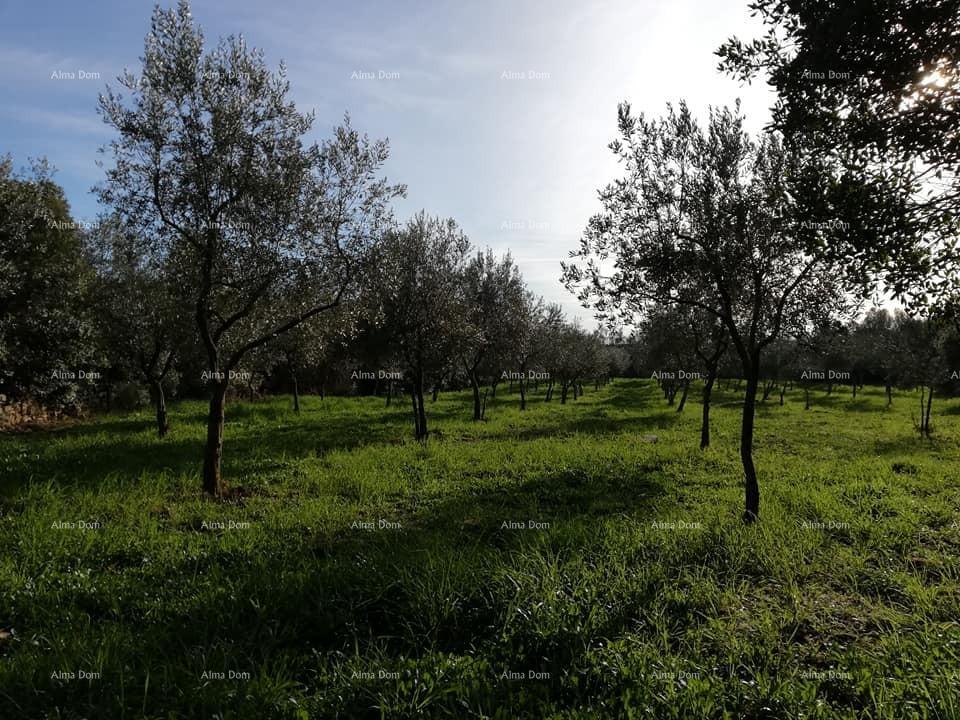 Pozemok Na predaj - ISTARSKA FAžANA