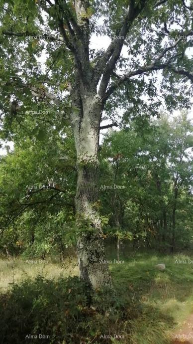 Terreno In vendita - ISTARSKA SVETVINčENAT