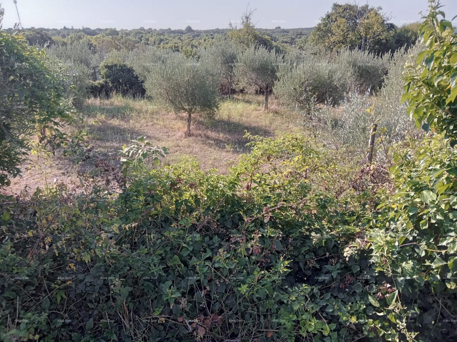 Parcela Naprodaj - ISTARSKA Marčana
