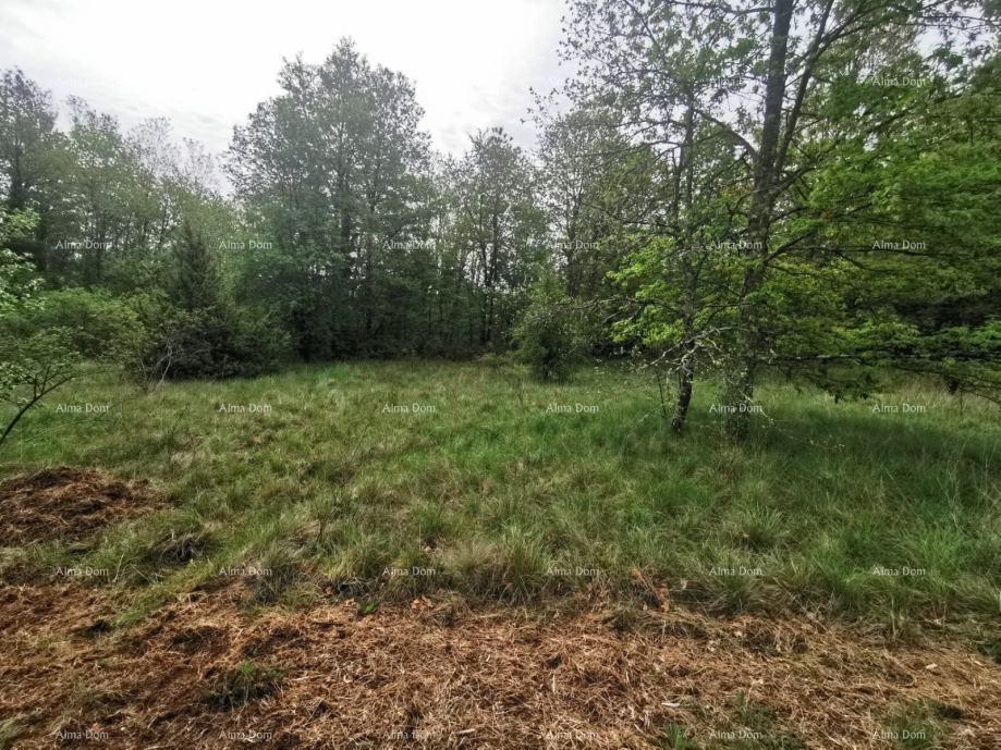 Terreno In vendita SANTALEZI