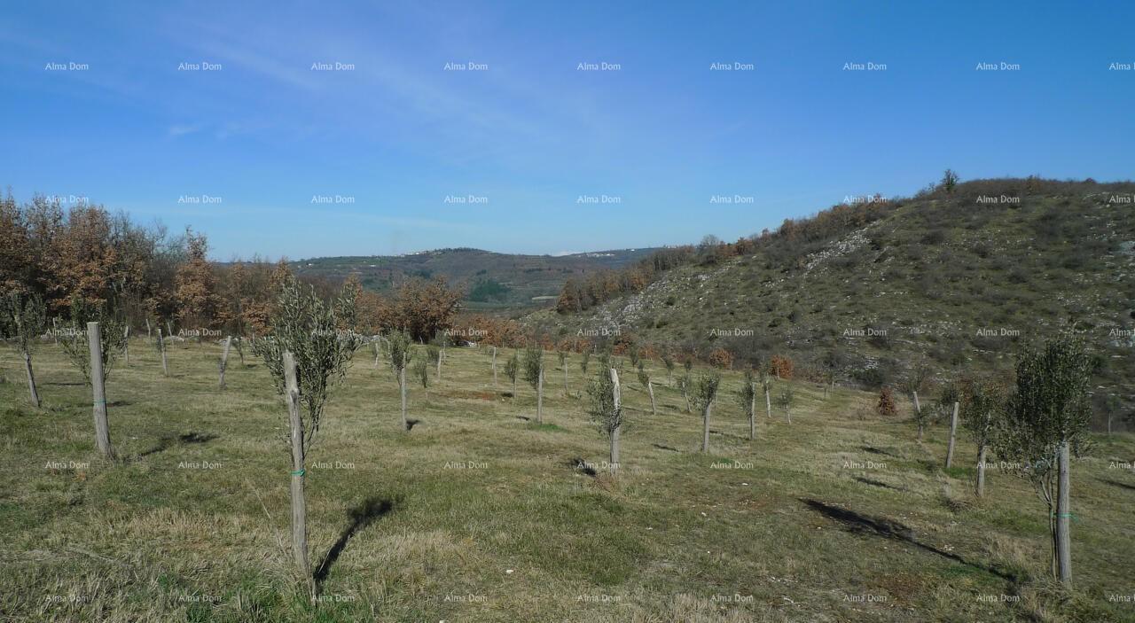 Parcela Na predaj - ISTARSKA Buje
