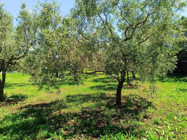 Terreno In vendita - Istarska Vodnjan - foto 4/9