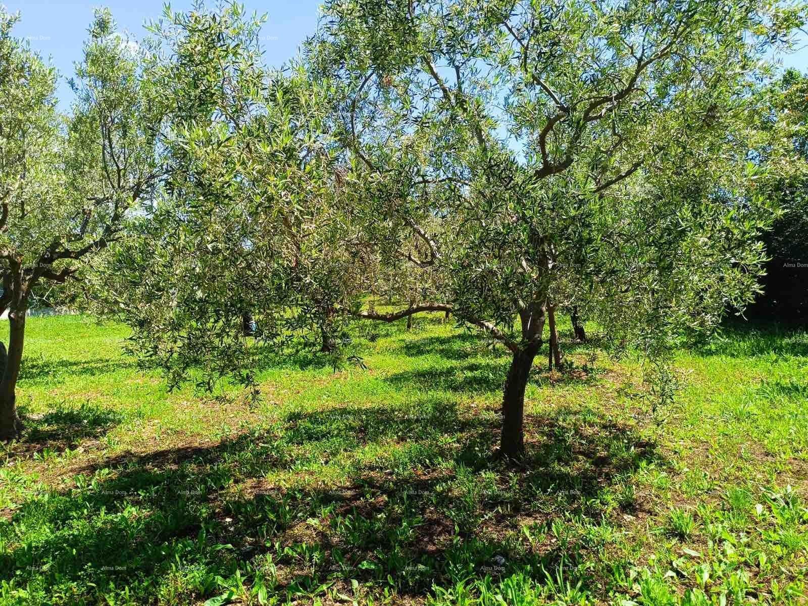 Land For sale - ISTARSKA VODNJAN