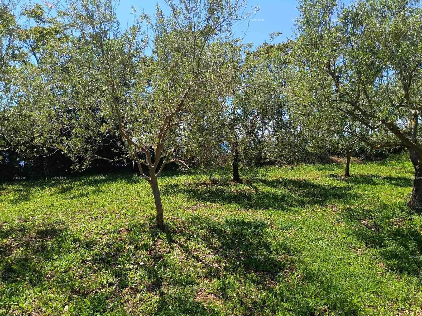 Land For sale - ISTARSKA VODNJAN