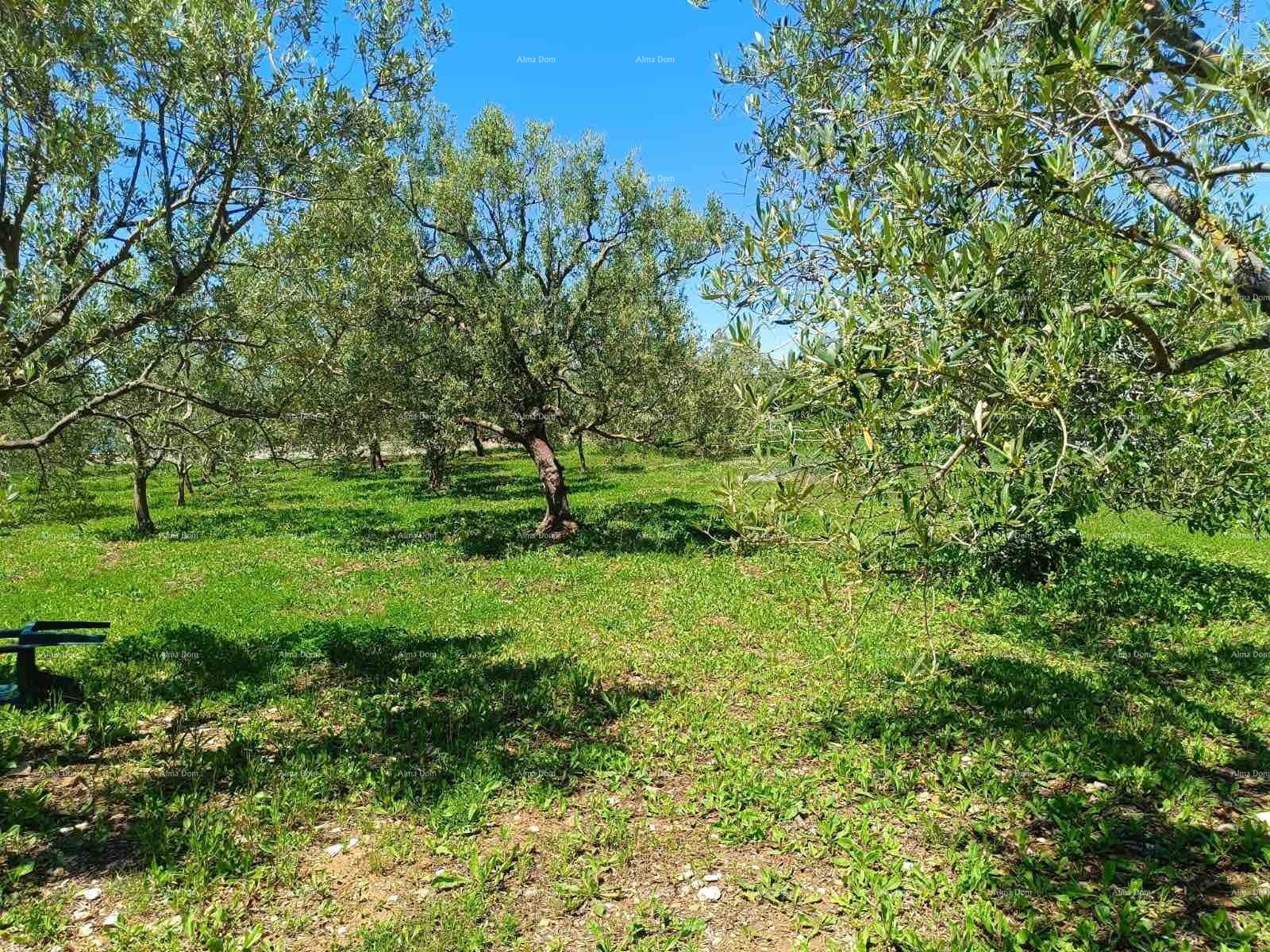 Land For sale - ISTARSKA VODNJAN