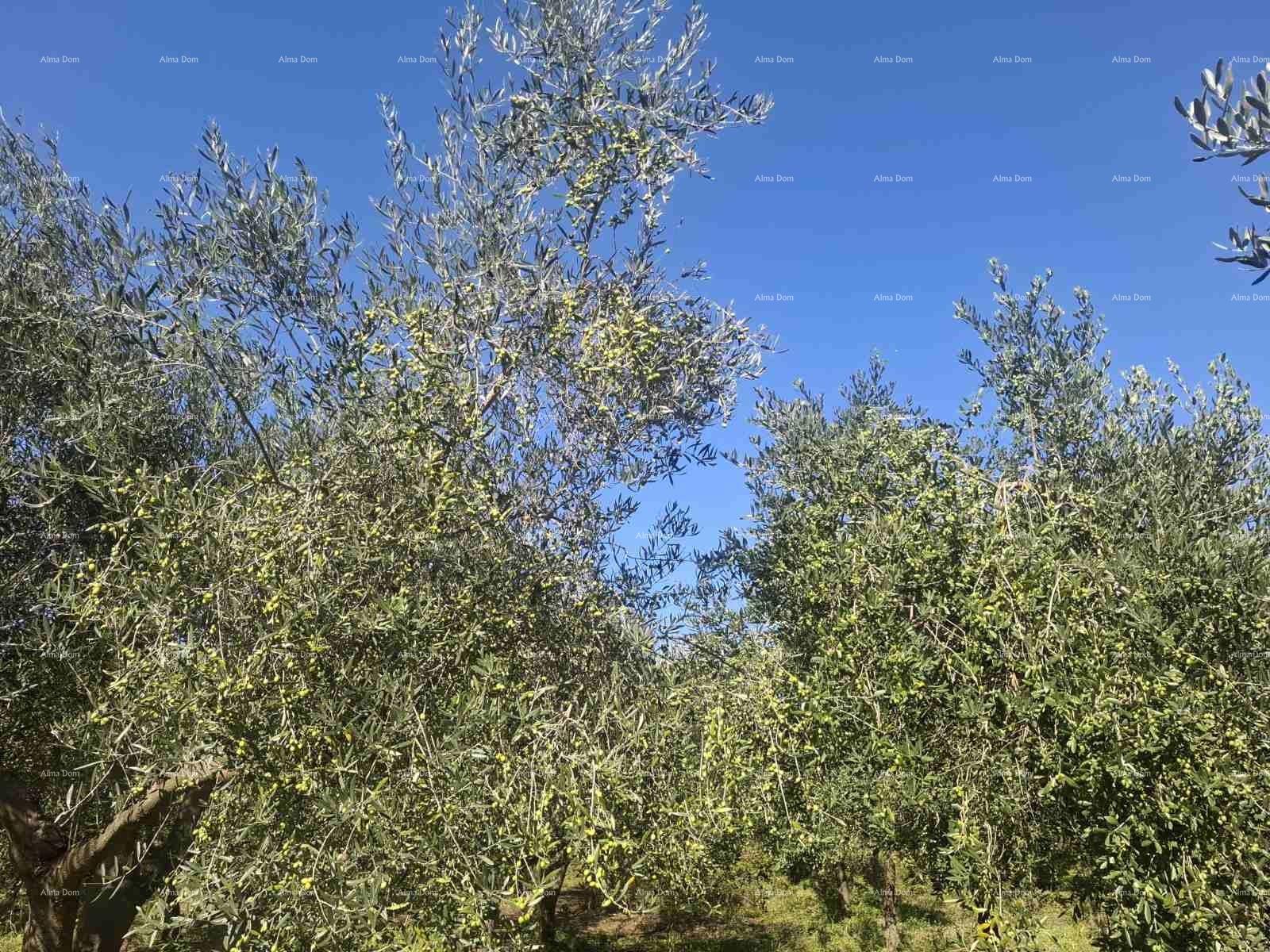 Zemljište Na prodaju - Istarska Ližnjan - foto 2/3