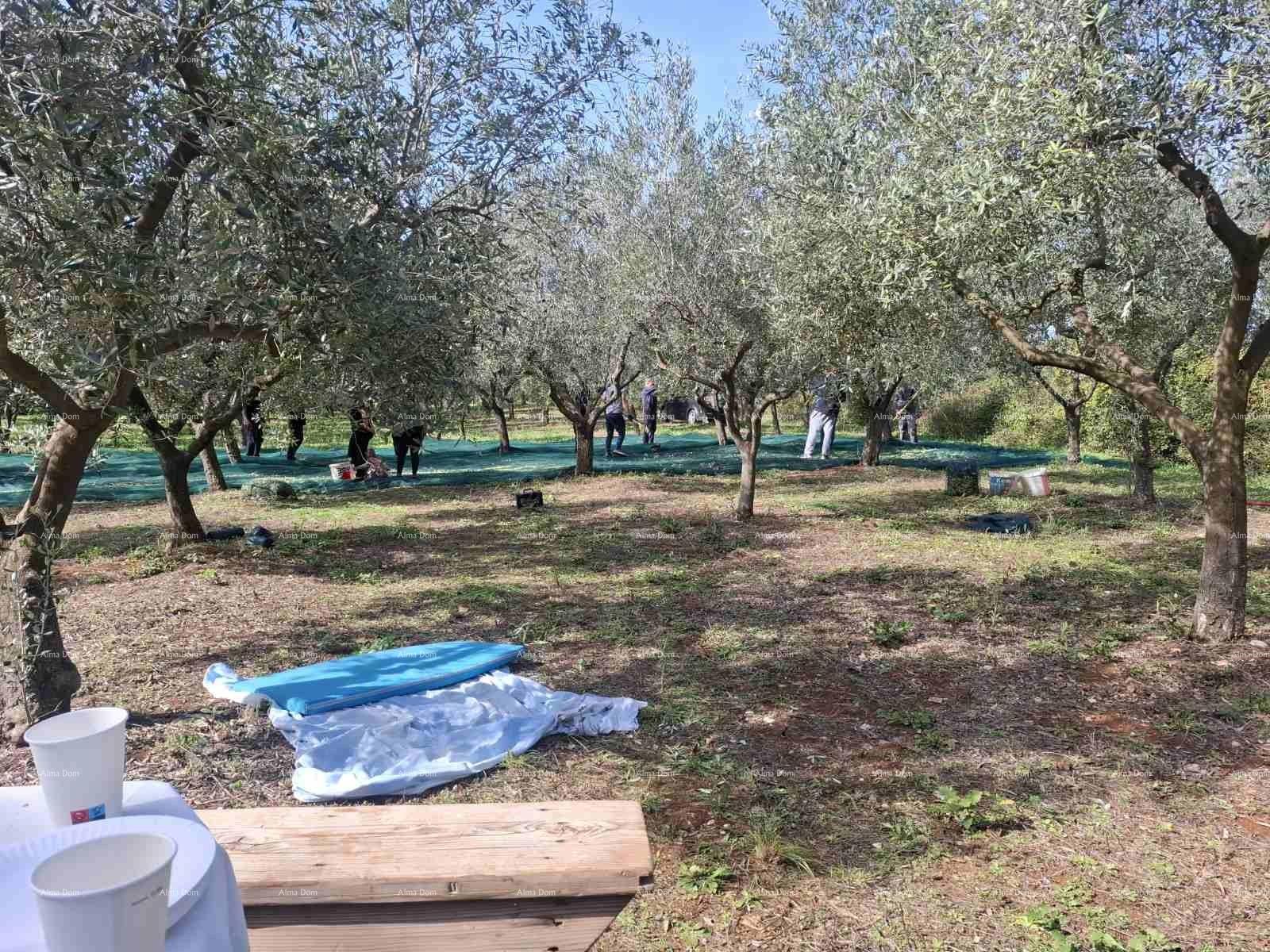 Zemljište Na prodaju - Istarska Ližnjan - foto 3/3