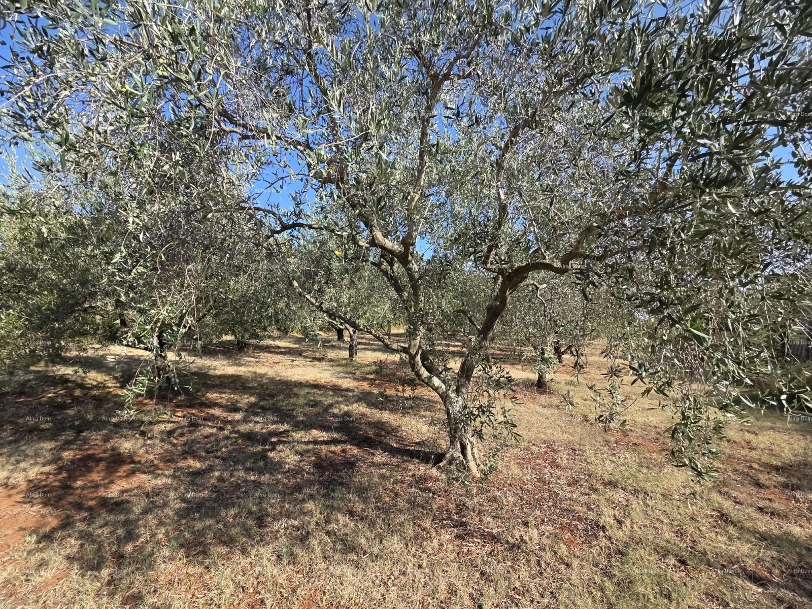 Parcela Na predaj - Istarska Marčana - foto 3/4