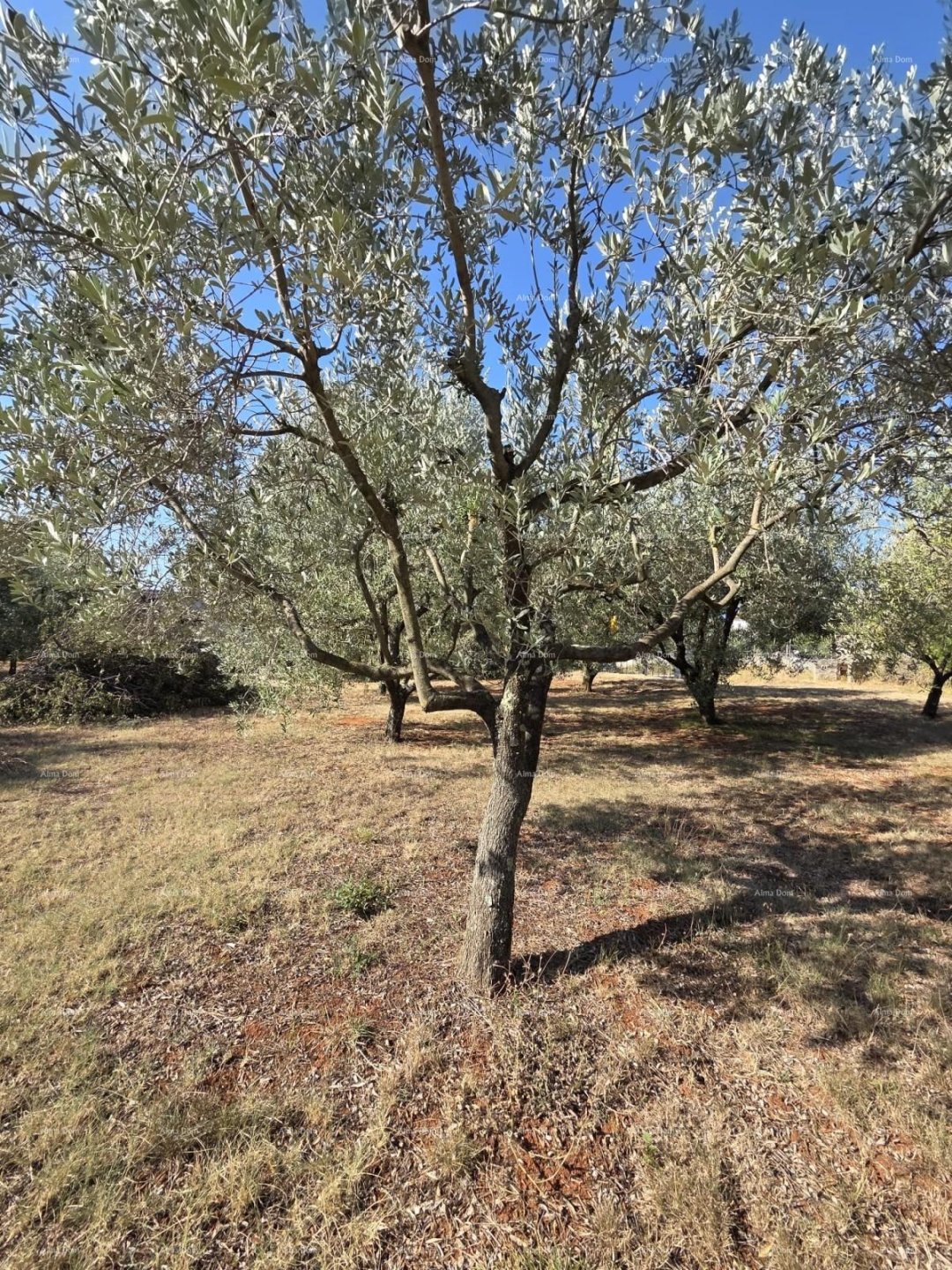 Parcela Naprodaj - ISTARSKA Marčana