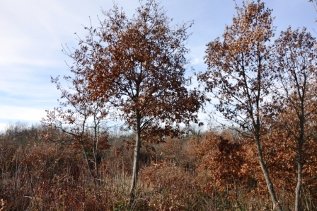 Terrain À vendre - ISTARSKA  SVETVINČENAT 