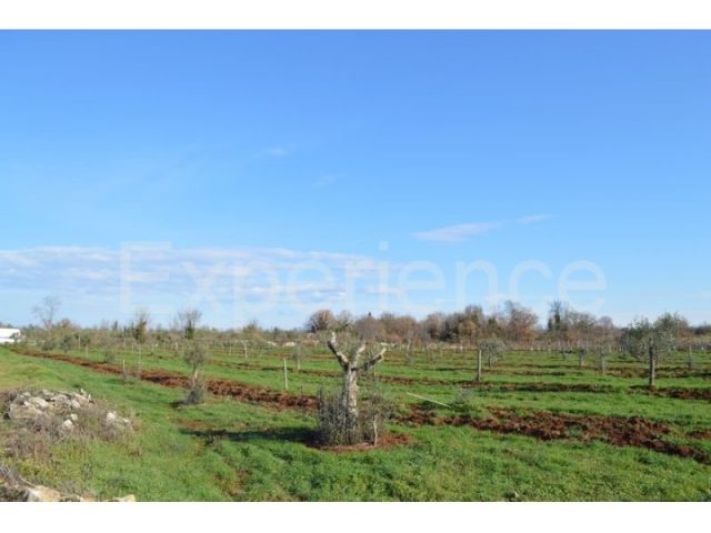 Grundstück Zu verkaufen - Istarska Tar-vabriga - foto 2/3