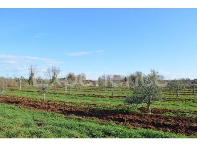 Parcela Naprodaj - Istarska Tar-vabriga - foto 4/4