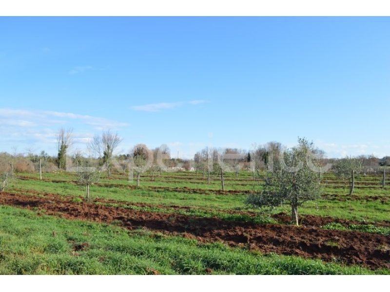 Parcela Naprodaj - ISTARSKA  Tar-Vabriga