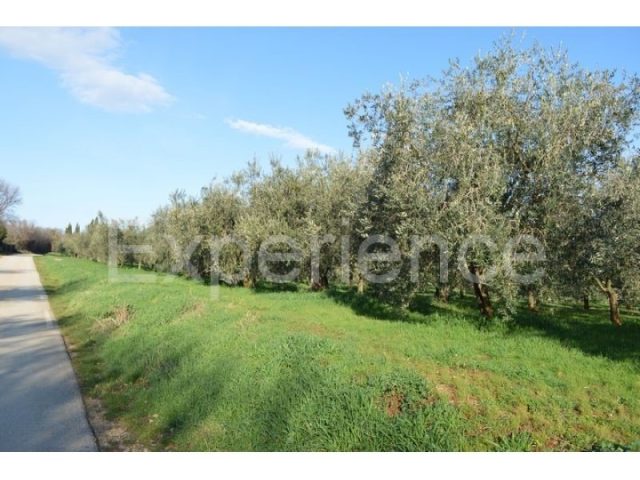 Zemljište na prodaju 18000 m² – Tar
