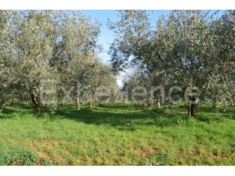 Land For sale - ISTARSKA  TAR-VABRIGA 