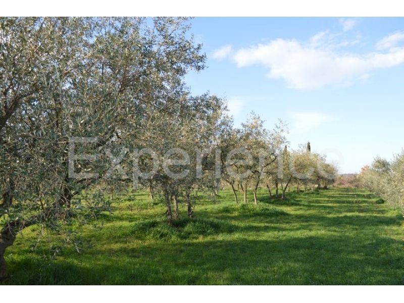 Land For sale - ISTARSKA  TAR-VABRIGA 