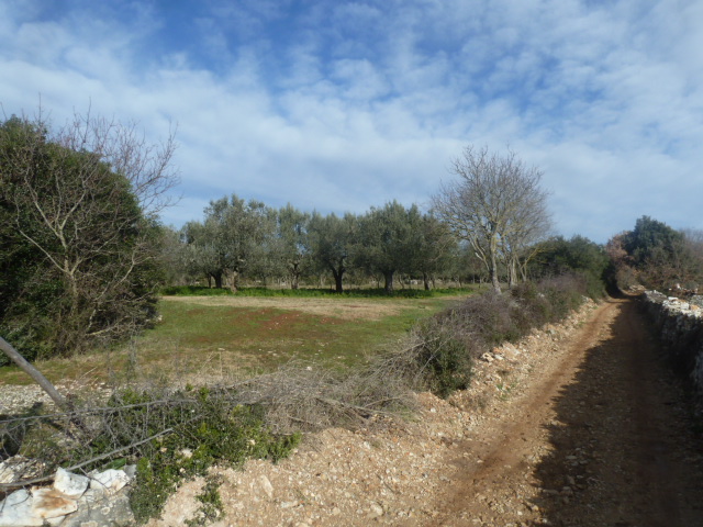 Terreno In vendita