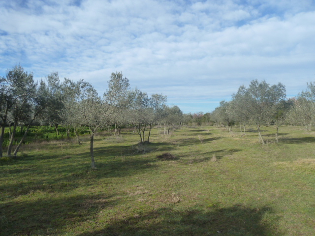 Terrain À vendre - ISTARSKA  VODNJAN 