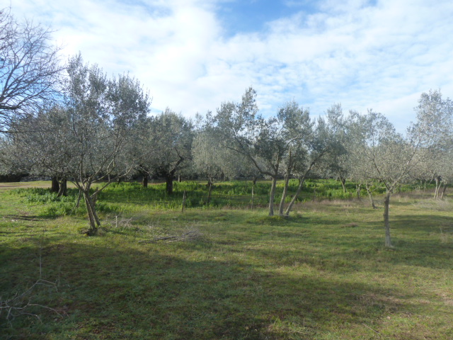 Terrain À vendre - ISTARSKA  VODNJAN 